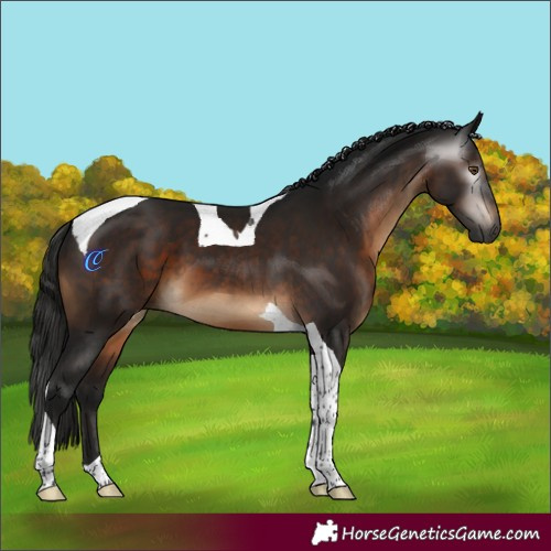 Horse Color:Gray Brown Tobiano 