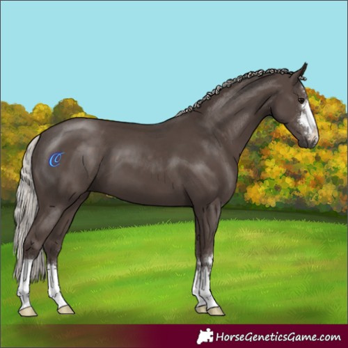 Horse Color:Silver Black