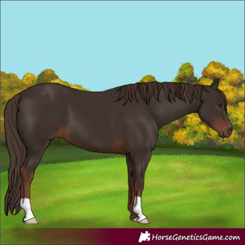 Horse Color:Liver Chestnut 