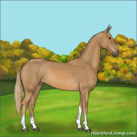 Horse Color:Chestnut Tobiano