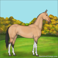 Horse Color:Bay Dun Tobiano 