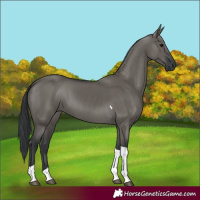 Horse Color:Grullo Tobiano 