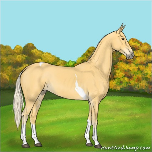 Horse Color:Palomino Tobiano 