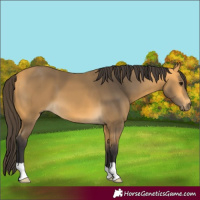 Horse Color:Buckskin