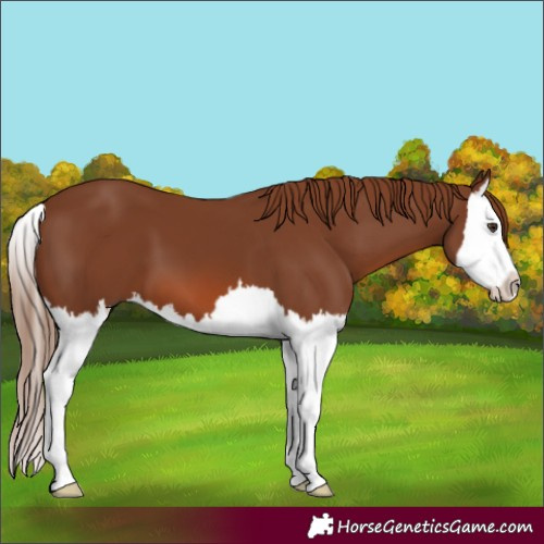 Horse Color:Chestnut Splash