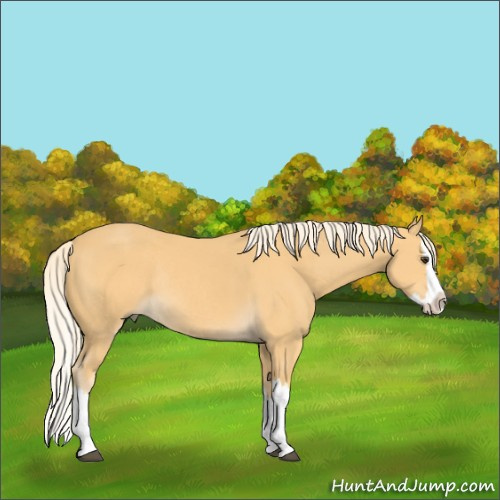 Horse Color:Palomino Sabino Splash Rabicano