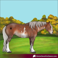 Horse Color:Silver Brown Sabino 