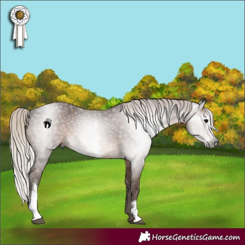 Horse Color:Gray Silver Black Sabino 