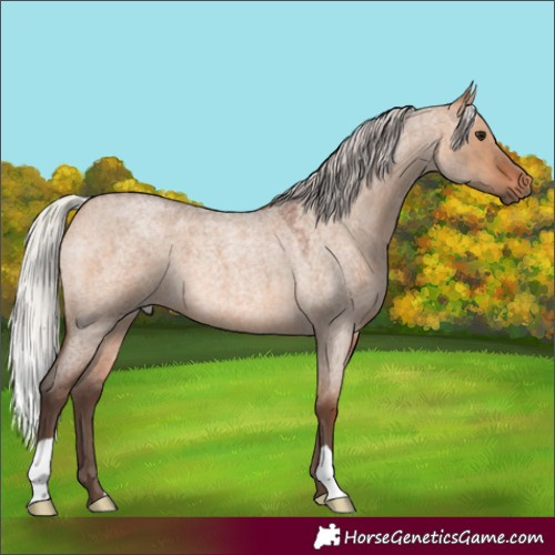 Horse Color:Silver Brown Roan Dun 