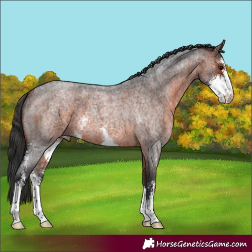 Horse Color:Brown Roan Sabino 