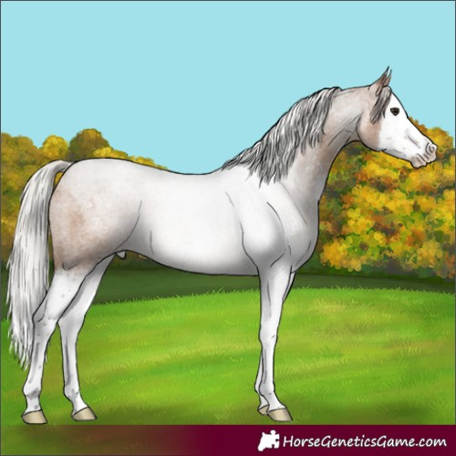 Horse Color:Silver Brown Roan Dun Sabino Splash 