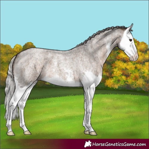 Horse Color:Silver Brown Roan Dun Sabino Splash 