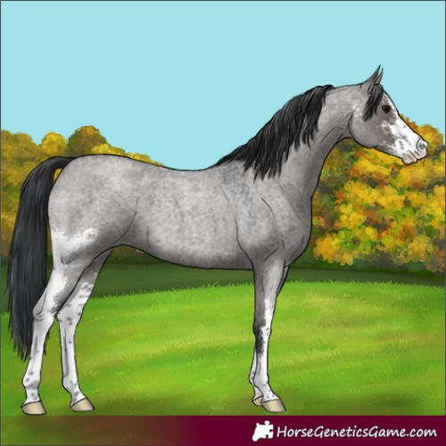 Horse Color:Grullo Roan Sabino 