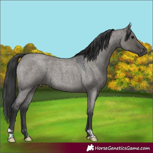 Horse Color:Grullo Roan 