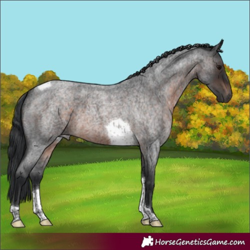 Horse Color:Brown Roan Tobiano 