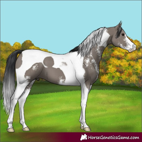 Horse Color:Grullo Sabino Tobiano 