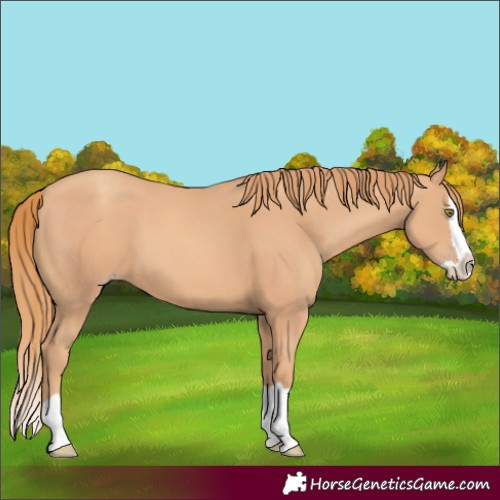 Horse Color:Gold Champagne Splash 