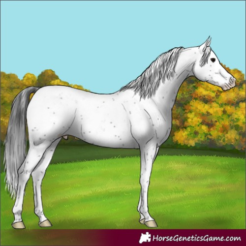 Horse Color:Black Sabino 
