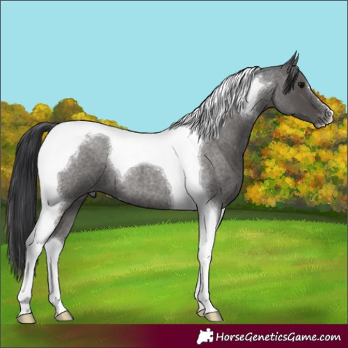 Horse Color:Blue Roan Tobiano 