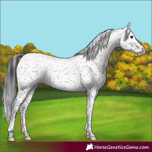 Horse Color:Black Sabino 