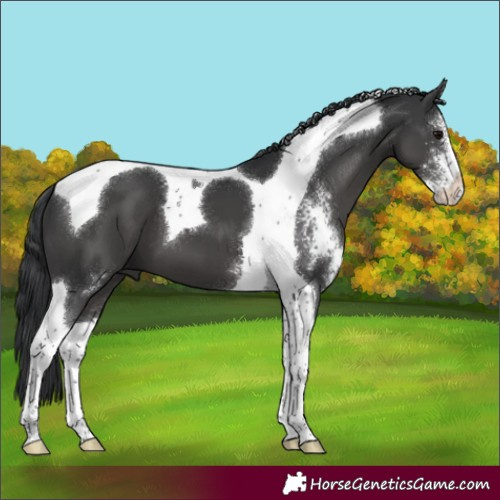 Horse Color:Black Sabino Tobiano 