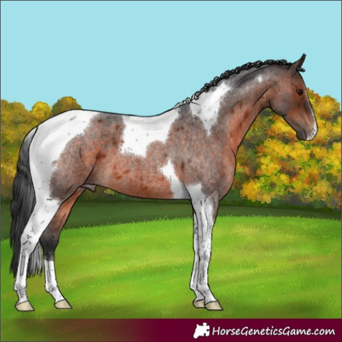 Horse Color:Brown Roan Tobiano 
