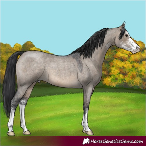 Horse Color:Brown Roan Dun Sabino 