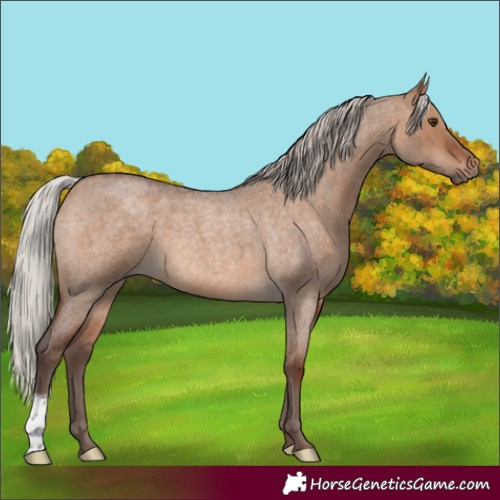 Horse Color:Silver Brown Roan Dun 