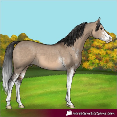 Horse Color:Brown Dun Sabino 