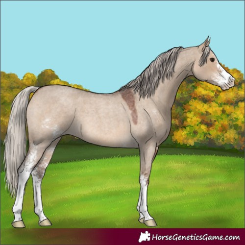 Horse Color:Silver Brown Roan Dun Sabino 