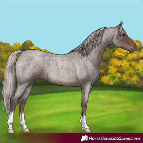 Horse Color:Silver Blue Roan