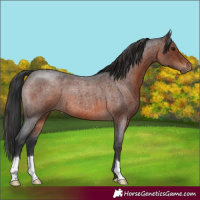 Horse Color:Brown Roan 