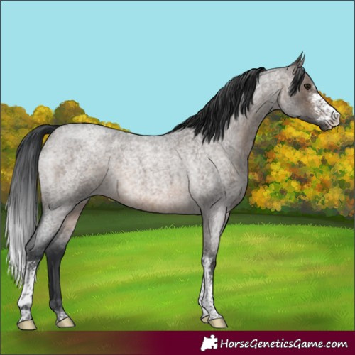 Horse Color:Brown Roan Dun Sabino