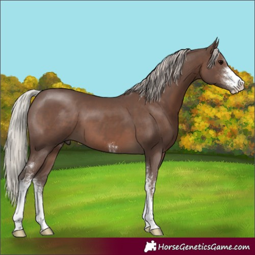 Horse Color:Silver Black Sabino 