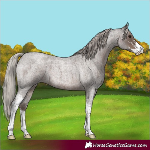 Horse Color:Silver Blue Roan Sabino