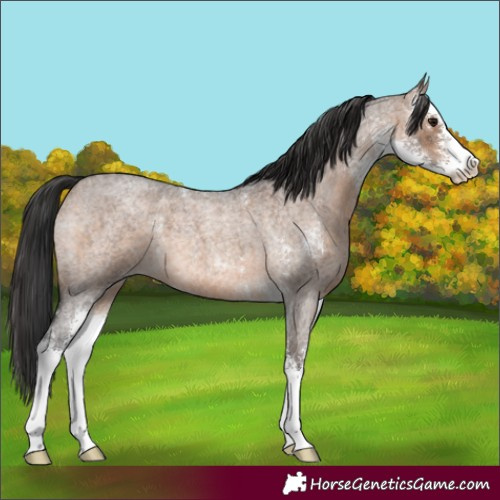 Horse Color:Brown Roan Dun Sabino