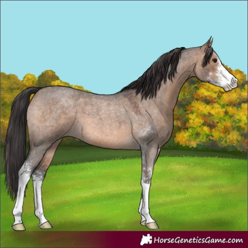 Horse Color:Brown Roan Dun Sabino