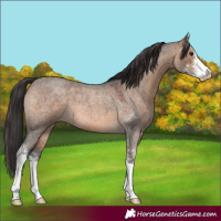 Horse Color:Brown Roan Dun Sabino 