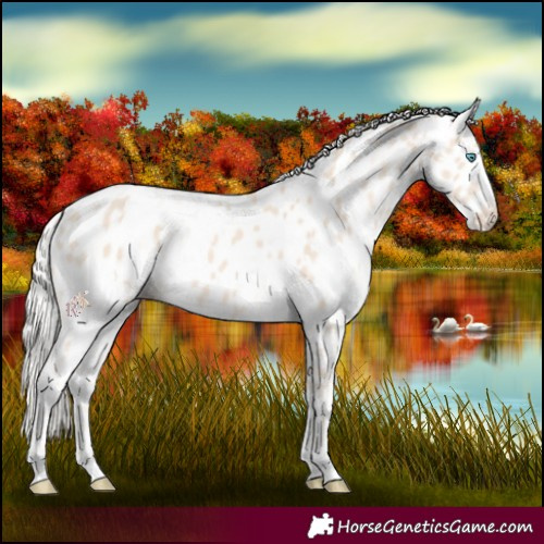 Horse Color:Cremello Appaloosa  and Cremello Appaloosa 