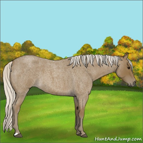 Horse Color:Silver Smoky Blue Roan 