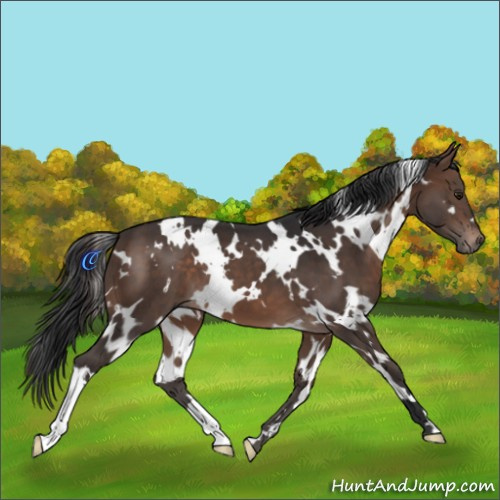 Horse Color:White Spotted Brown 
