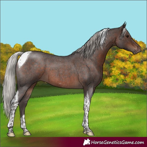 Horse Color:Silver Brown Roan Tobiano 