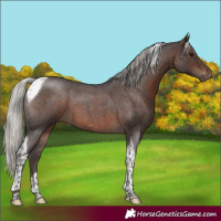 Horse Color:Silver Brown Roan Tobiano 