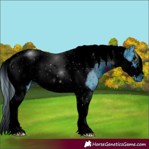 Horse Color:Unknown 