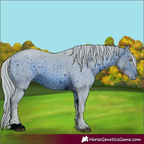 Horse Color:Unknown 