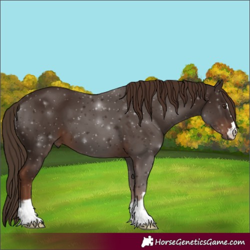 Horse Color:Unknown 