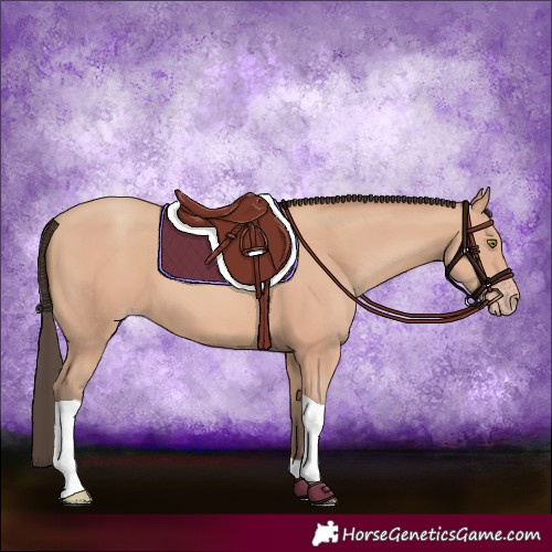Horse Color:Amber Champagne Tobiano 