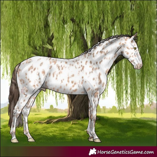 Horse Color:Gold Champagne Appaloosa  and Amber Champagne Appaloosa 
