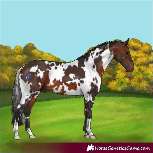 Horse Color:White Spotted Bay 
