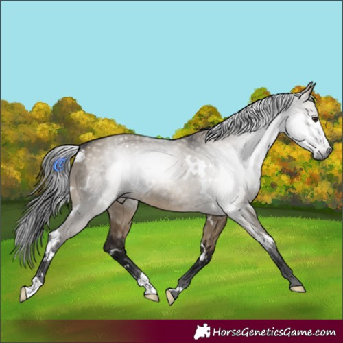 Horse Color:Gray White Spotted Brown Dun 